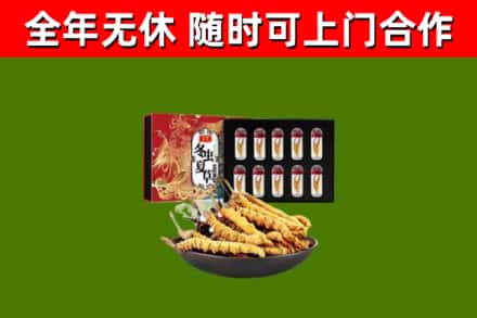 积石山回收冬虫夏草价格